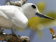 White Tern