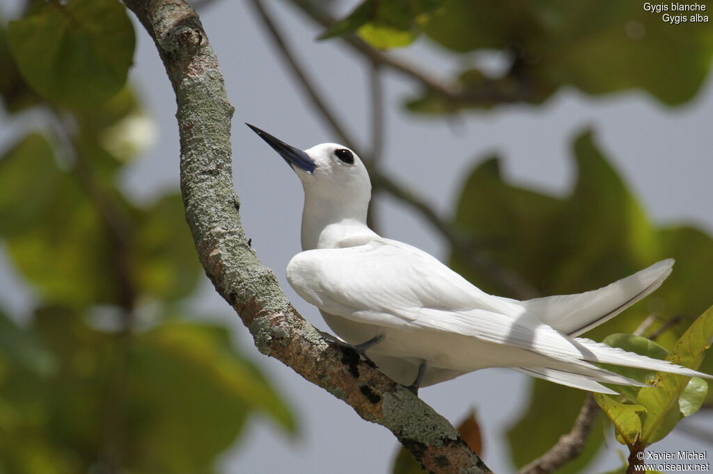 Gygis blanche, identification