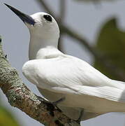 White Tern