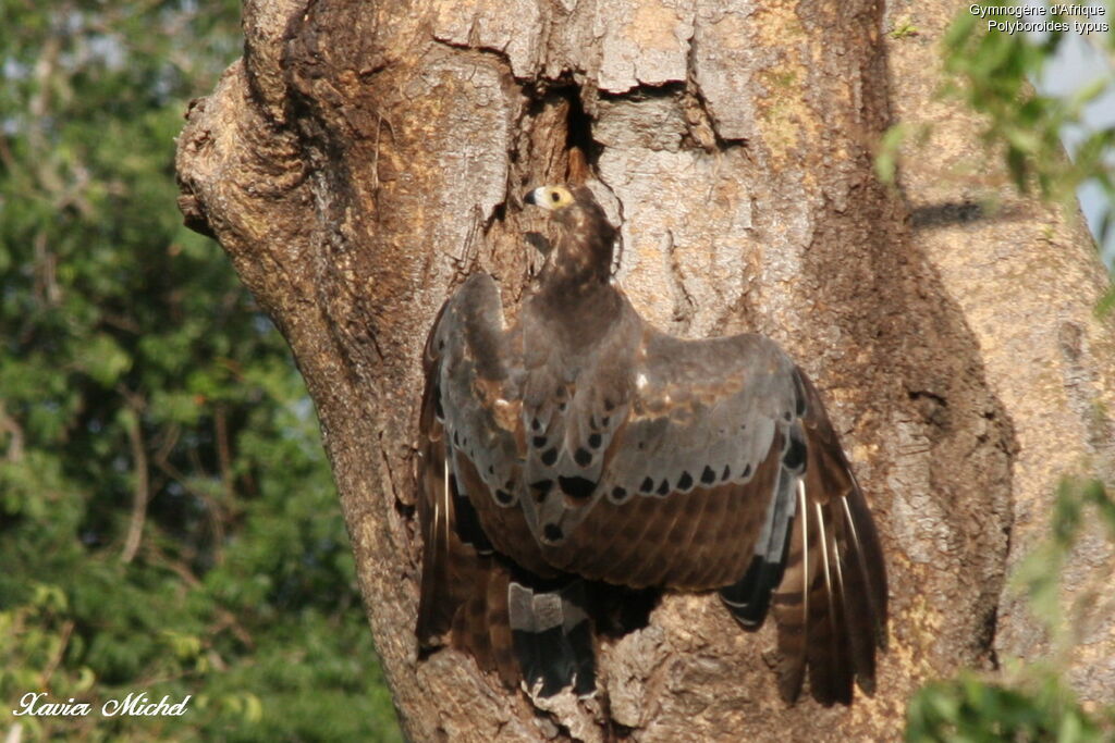 African Harrier-Hawk