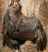 African Harrier-Hawk