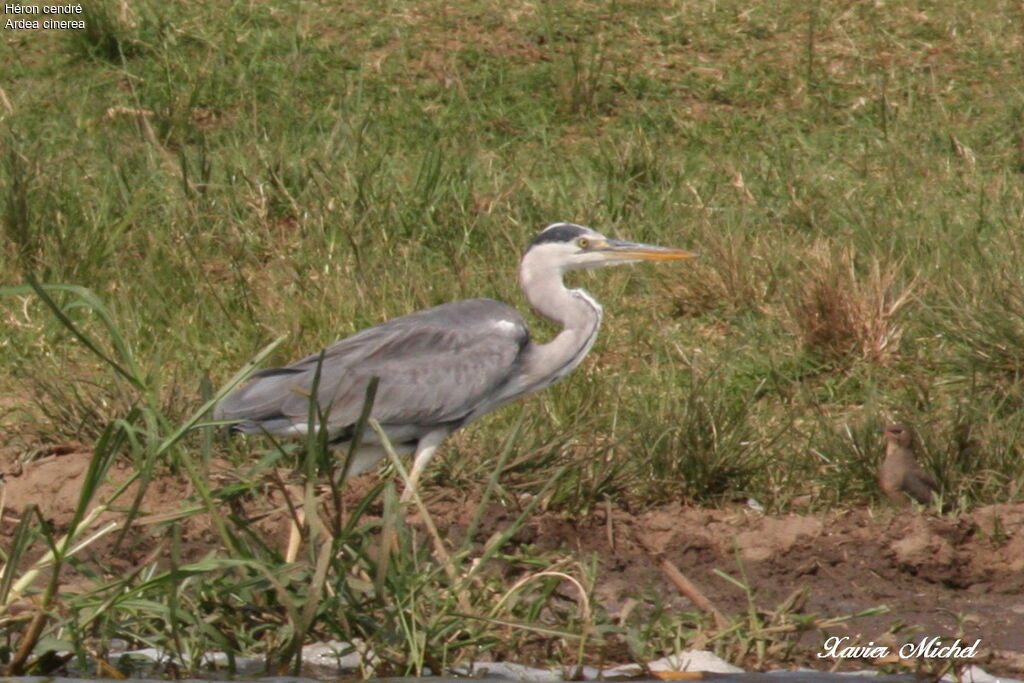 Grey Heron