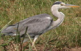 Grey Heron