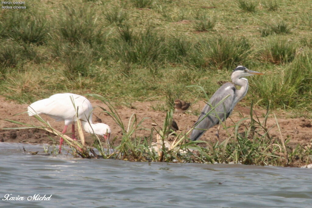 Grey Heron