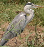 Grey Heron