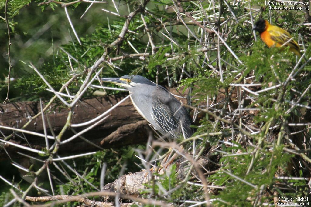 Héron des mangrovesadulte, identification