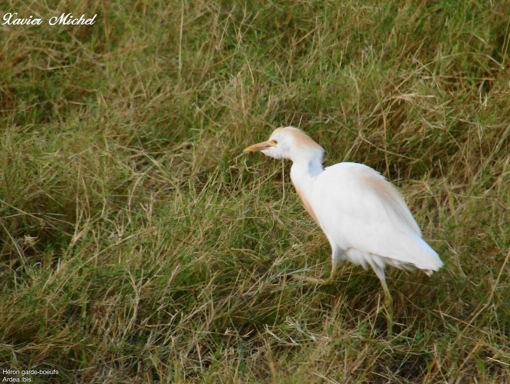 Western Cattle Egret