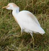 Western Cattle Egret