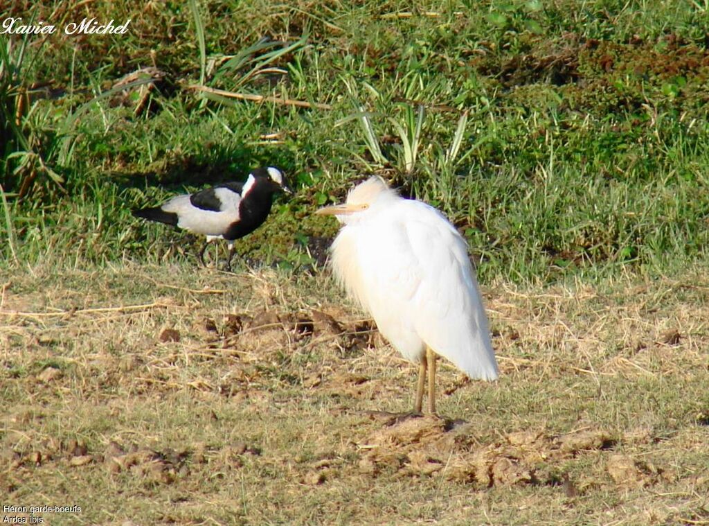 Western Cattle Egret