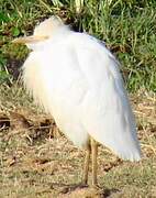 Western Cattle Egret