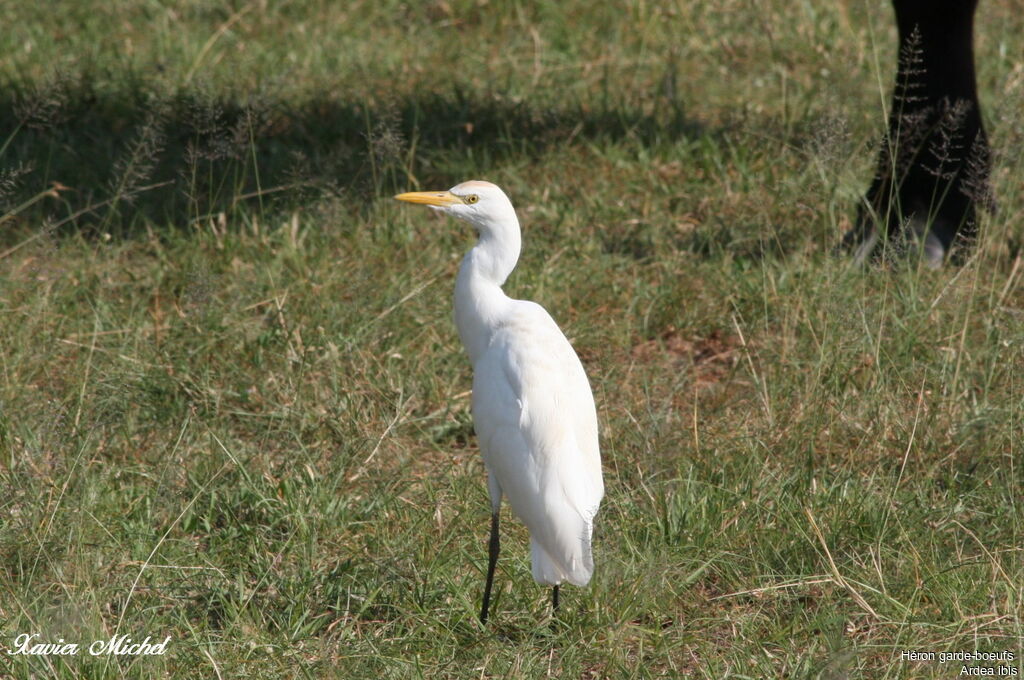 Western Cattle Egret