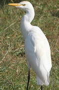 Western Cattle Egret