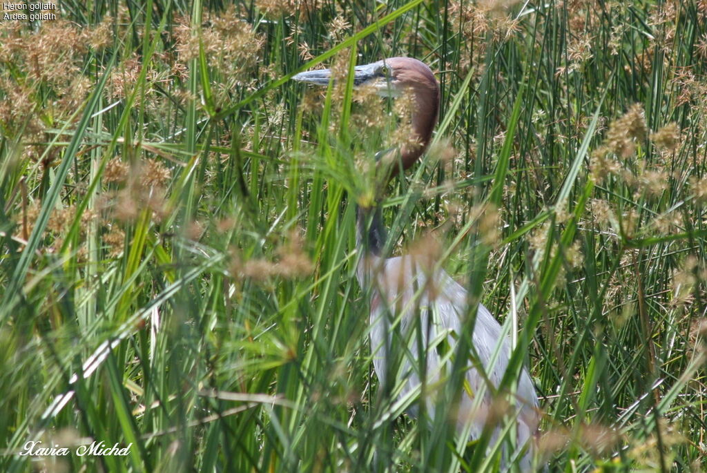 Goliath Heron