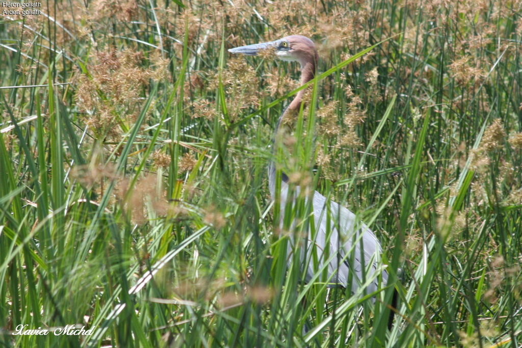 Goliath Heron