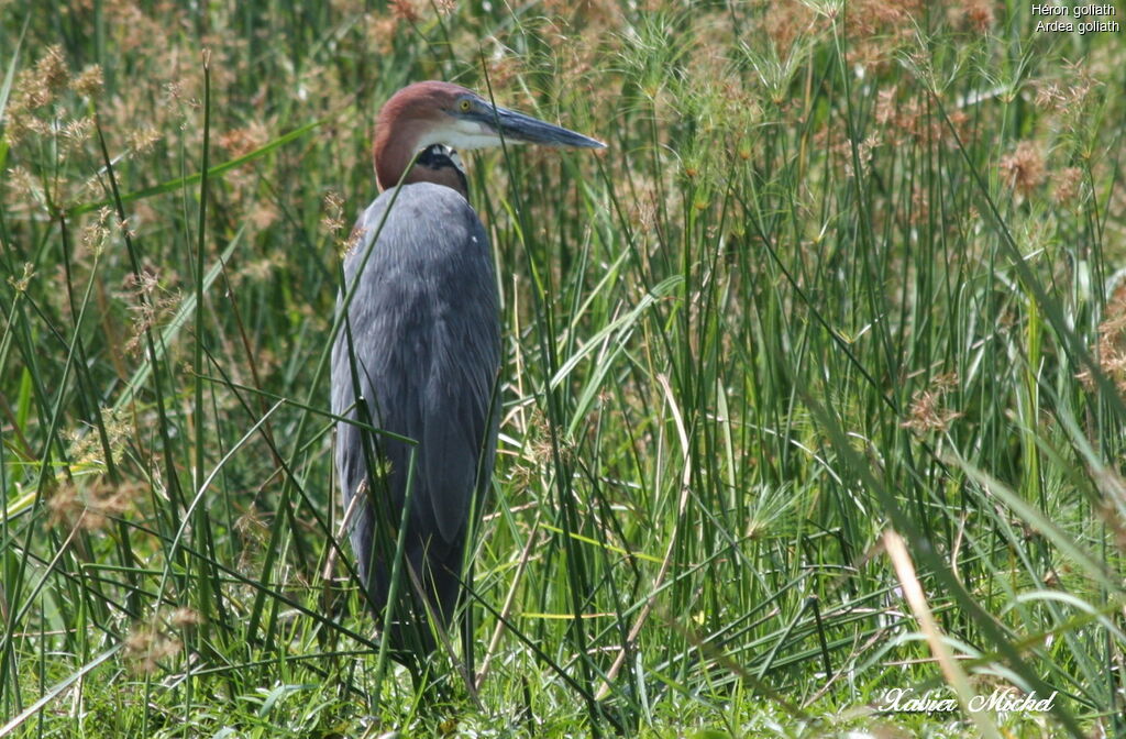 Goliath Heron