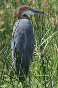 Goliath Heron