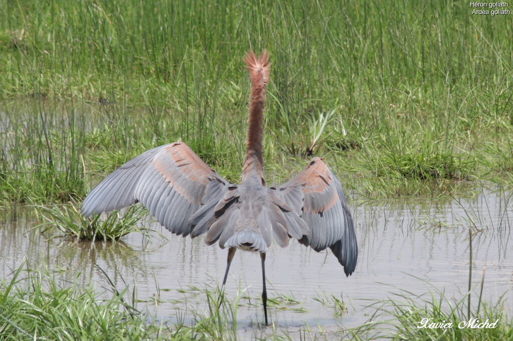 Goliath Heron