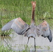 Goliath Heron