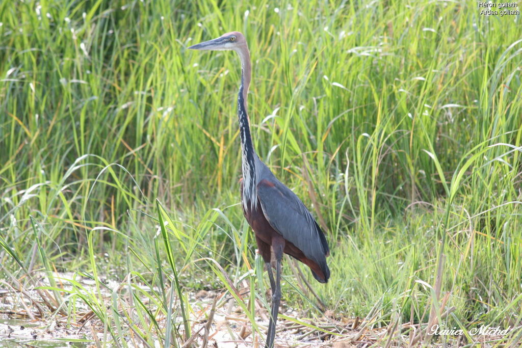 Héron goliath