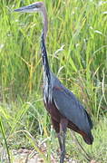 Goliath Heron