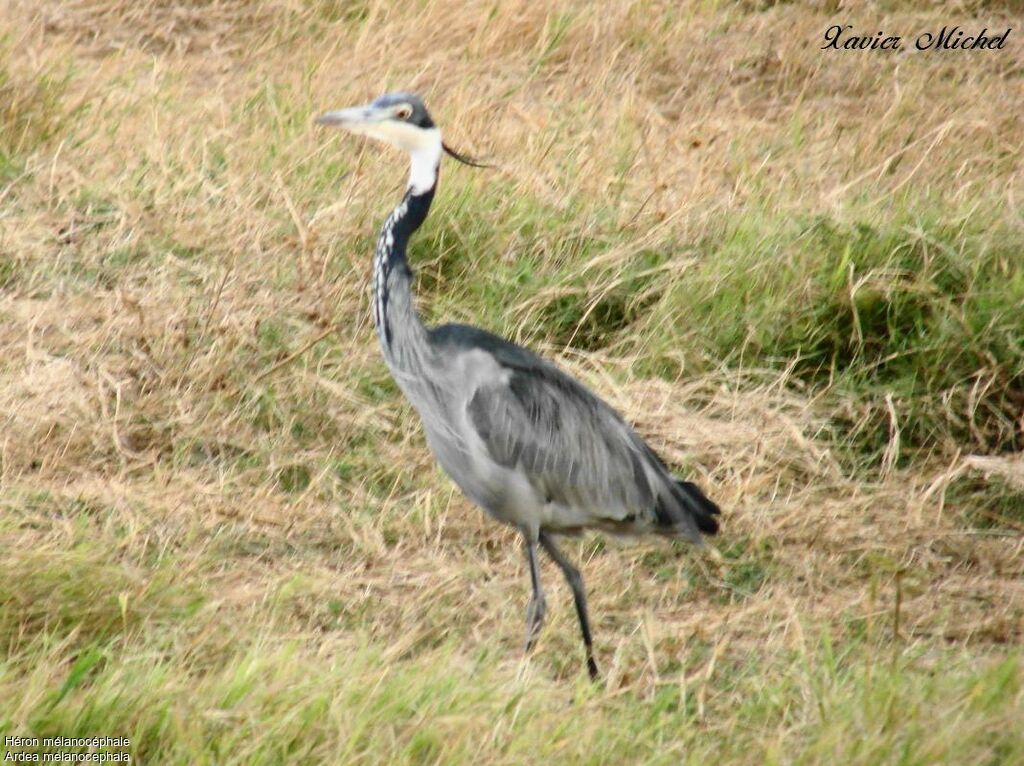 Black-headed Heron