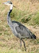 Black-headed Heron