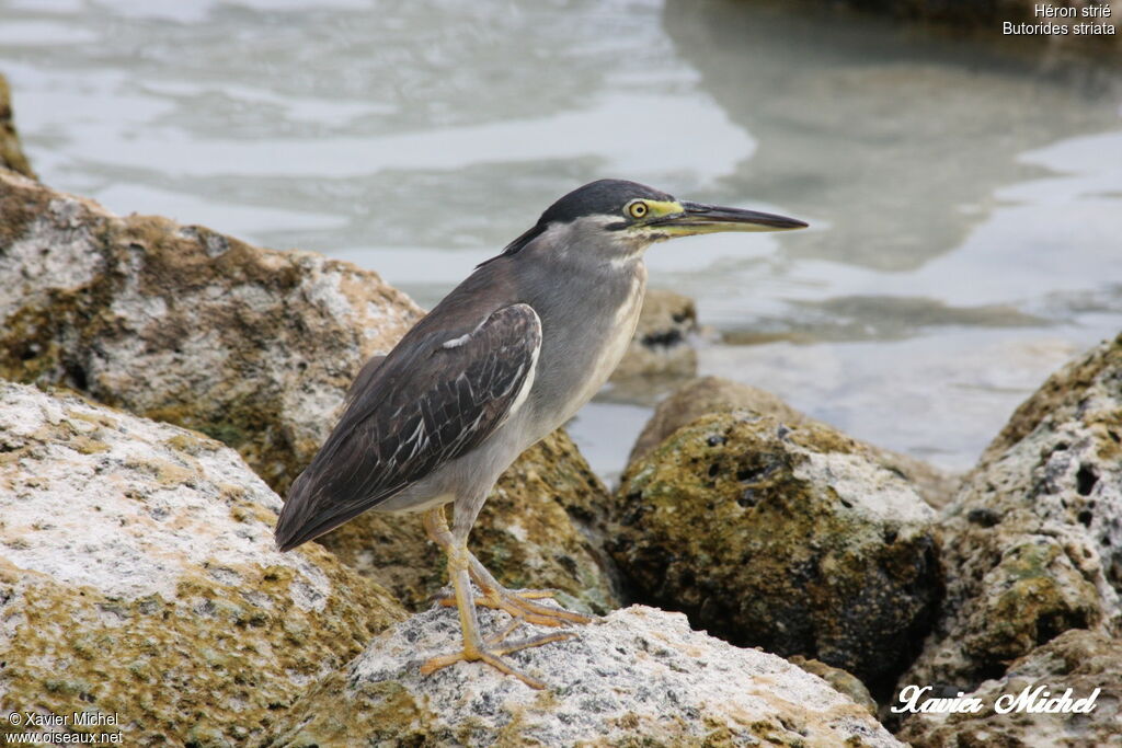 Héron strié, identification