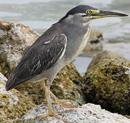 Striated Heron