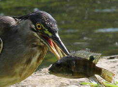 Striated Heron