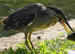 Striated Heron