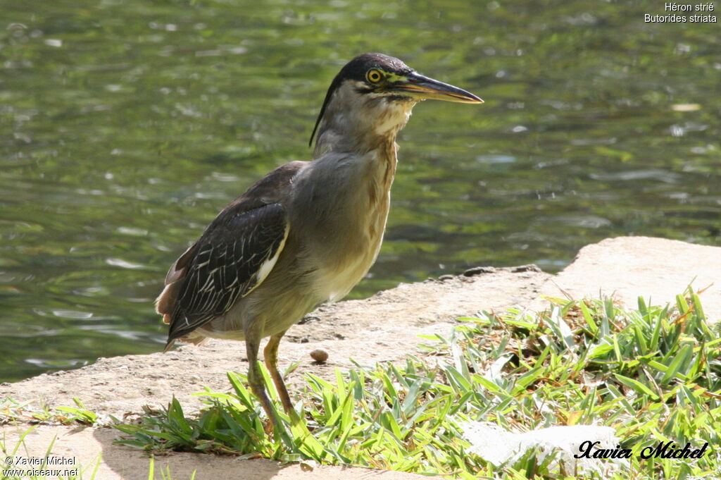 Striated Heron