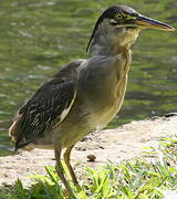 Striated Heron