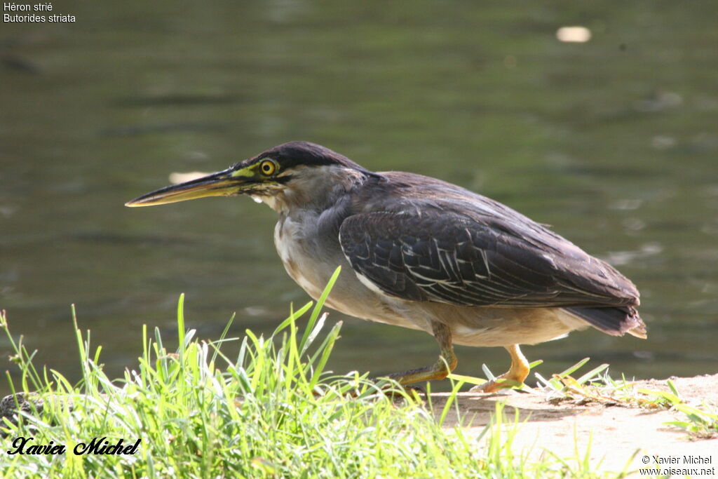 Striated Heron, identification