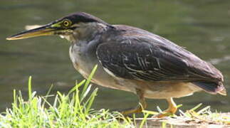 Striated Heron