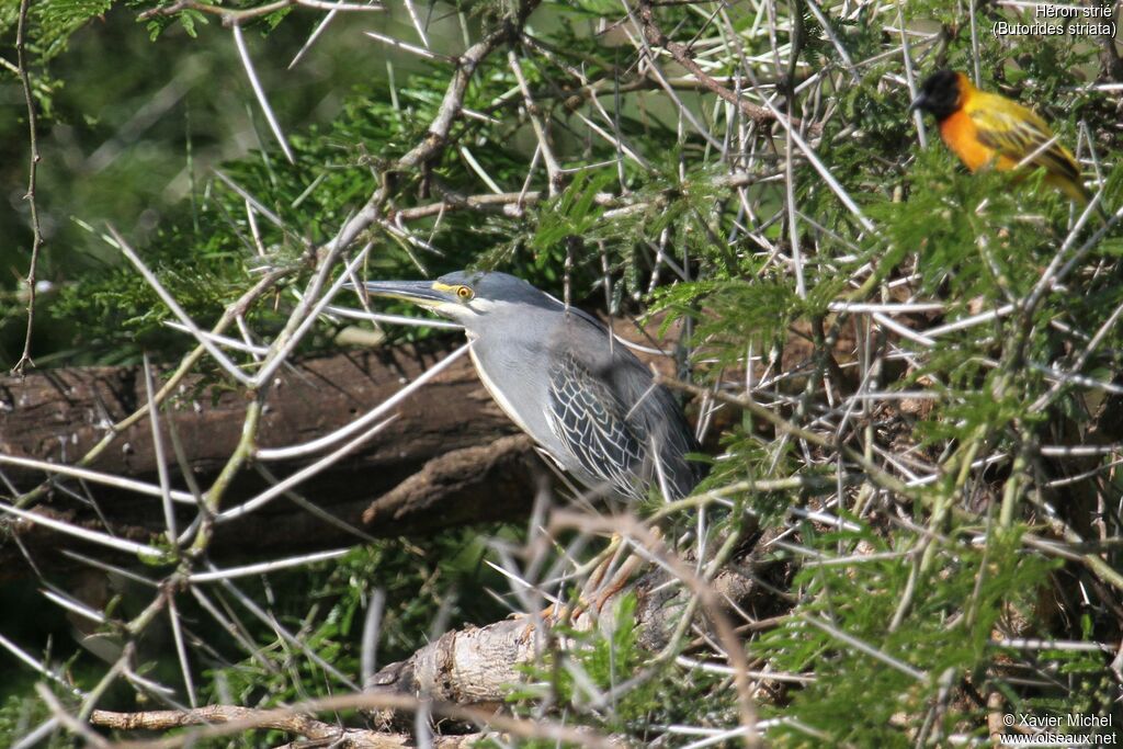 Héron striéadulte, identification