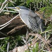 Striated Heron