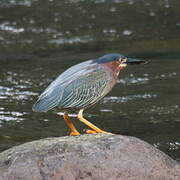 Green Heron