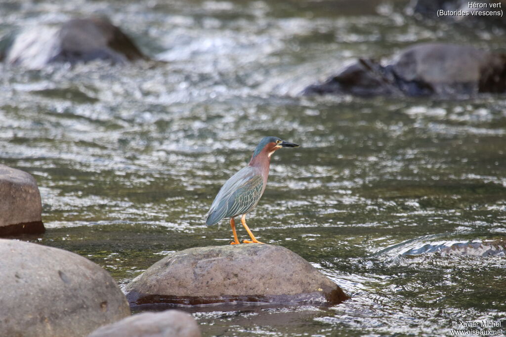 Green Heronadult