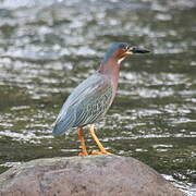 Green Heron