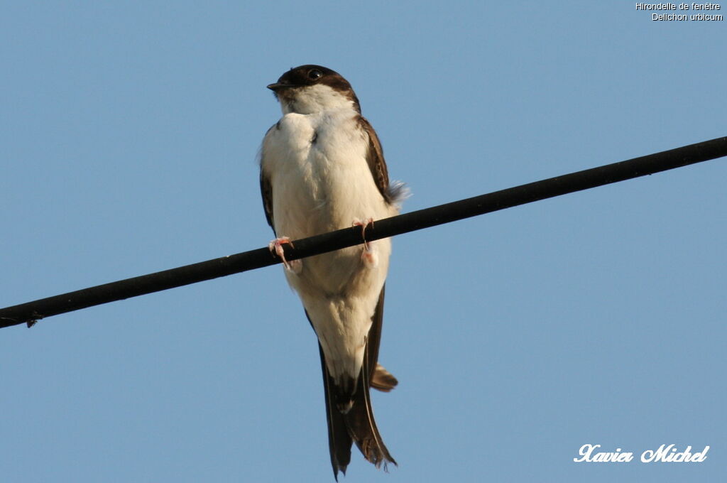 Common House Martin, identification