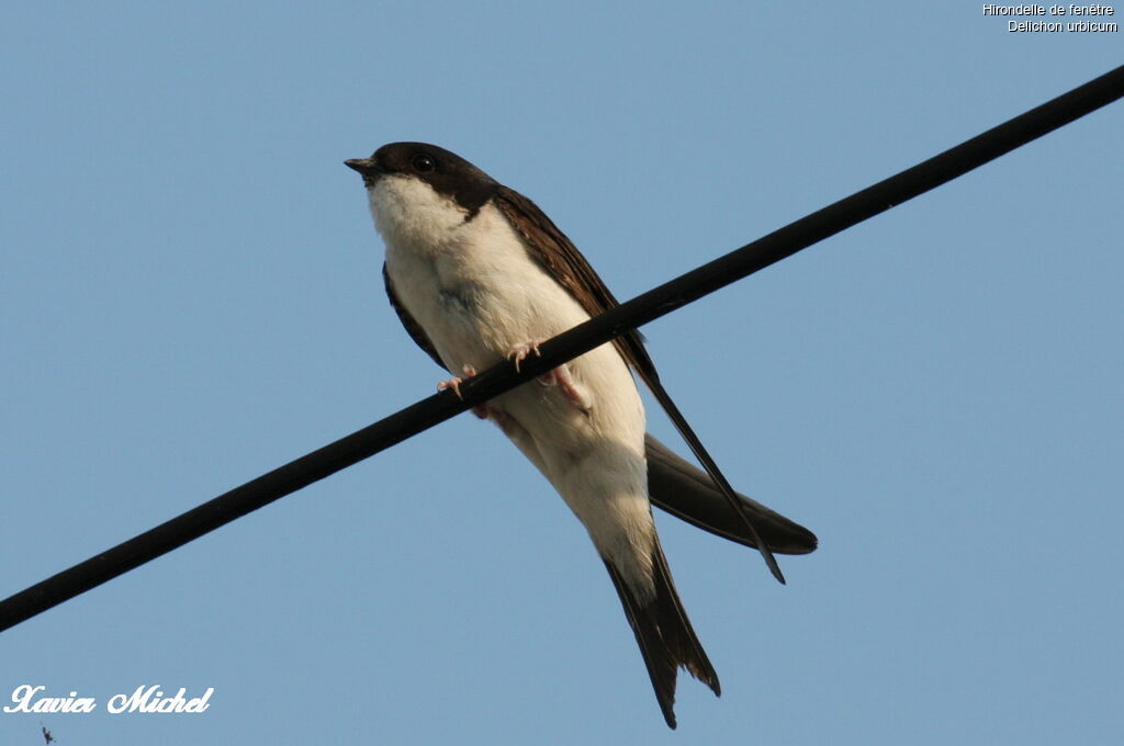 Western House Martin