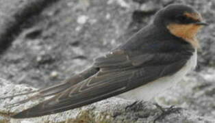 Tahiti Swallow