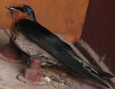 Tahiti Swallow