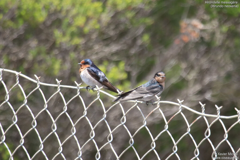 Hirondelle messagère