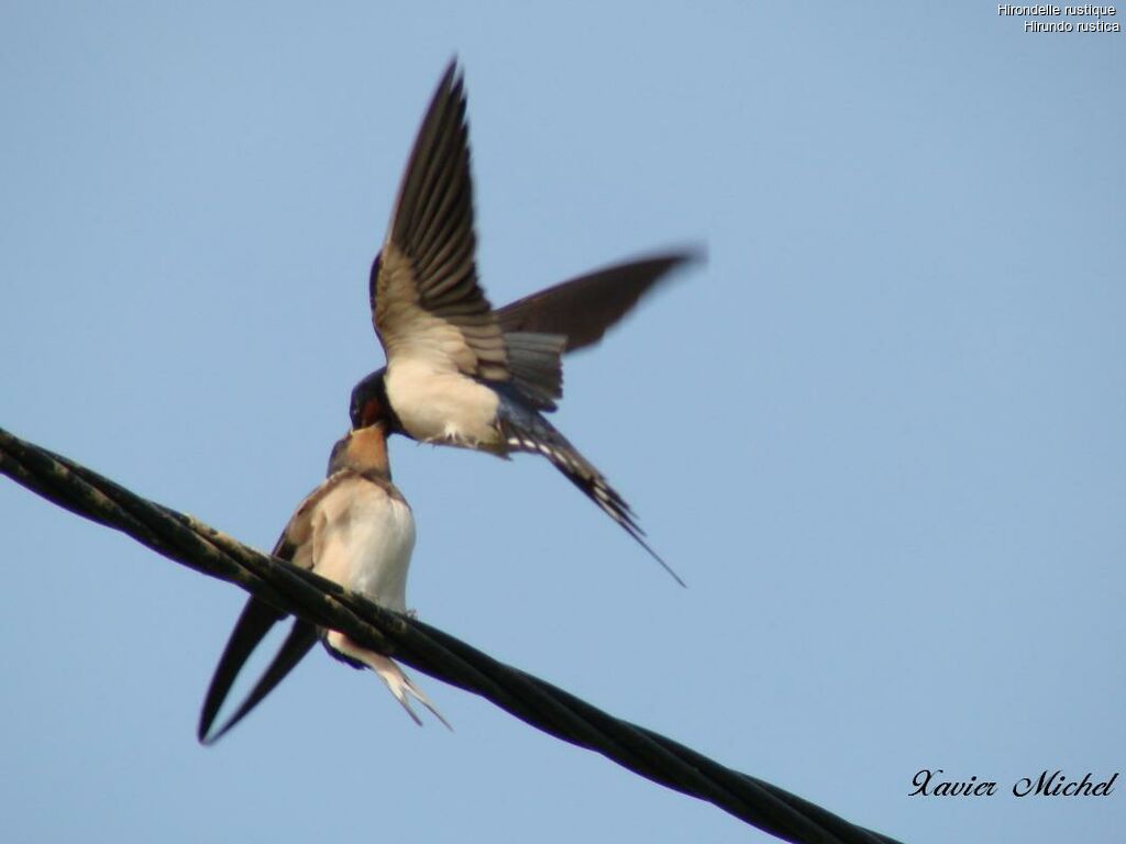 Hirondelle rustique, régime, Comportement