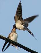 Barn Swallow