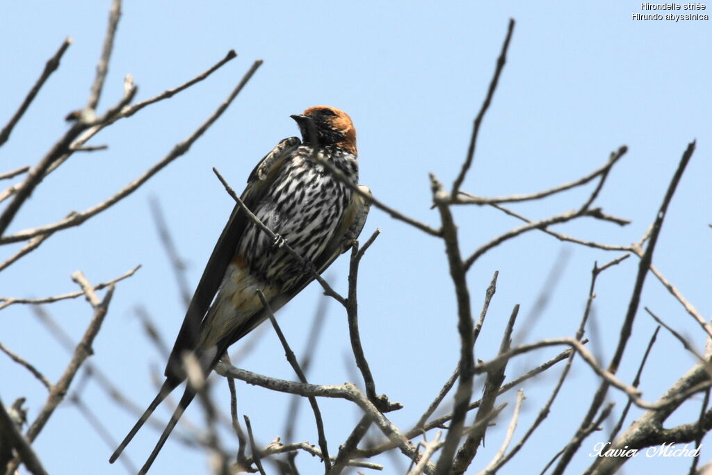 Hirondelle striée