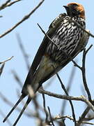 Lesser Striped Swallow