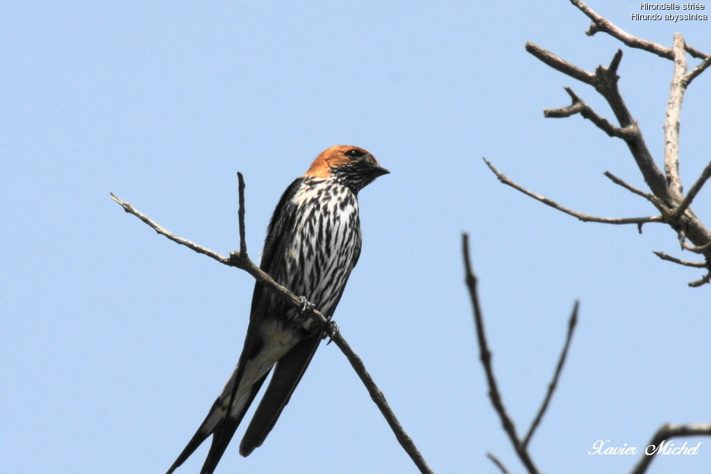 Lesser Striped Swallow