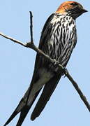 Lesser Striped Swallow